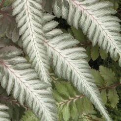 Fantastic Fern 'Pewter Lace' -GardenJoy Sales Store pewter21