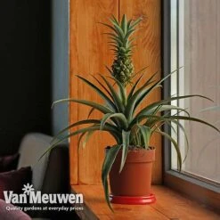 Pineapple Plant -GardenJoy Sales Store pine v80761 b