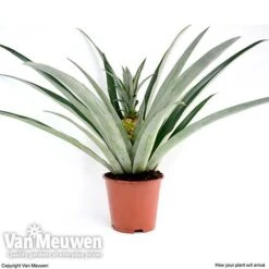 Pineapple Plant -GardenJoy Sales Store pine v80761 c