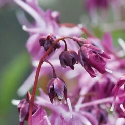 Epimedium 'Lilafee' -GardenJoy Sales Store pink2