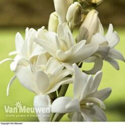 Polianthes Tuberosa 'The Pearl' 9 Polianthes Tuberosa 'The Pearl' -GardenJoy Sales Store polianth tub2
