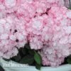 Hydrangea Macrophylla 'Miss Saori' -GardenJoy Sales Store sao
