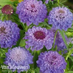 Garden Ready Perennial Collection -GardenJoy Sales Store scabiosa