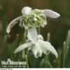 Snowdrops In The Green (Double Flowered) -GardenJoy Sales Store snow v18342 b