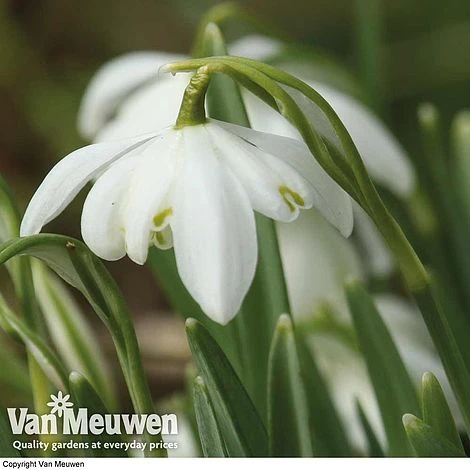 Snowdrops In The Green (Double Flowered) 4 Snowdrops In The Green (Double Flowered) - Image 2