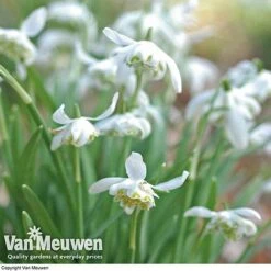 Snowdrops In The Green (Double Flowered) 8 Snowdrops In The Green (Double Flowered) -GardenJoy Sales Store snow v18342 d