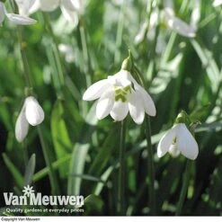 Snowdrops In The Green (Double Flowered) 9 Snowdrops In The Green (Double Flowered) -GardenJoy Sales Store snow v18342 e