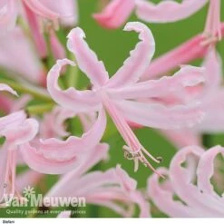 Nerine Bowdenii Collection -GardenJoy Sales Store stefani