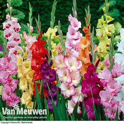 Summer Colour Bulb Collection 4 Summer Colour Bulb Collection - Image 2