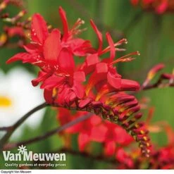 Summer Colour Bulb Collection 13 Summer Colour Bulb Collection -GardenJoy Sales Store summer bulb V46129 e