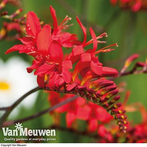 Summer Colour Bulb Collection 7 Summer Colour Bulb Collection - Image 5