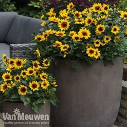 Sunflower SunBelievable™ 'Brown Eyed Girl' -GardenJoy Sales Store sunb