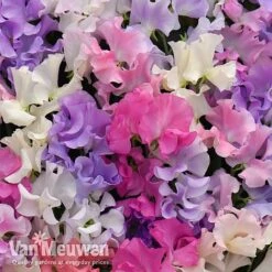Sweet Pea 'Sweet Dreams Mixed' -GardenJoy Sales Store sweet21
