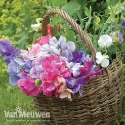 Sweet Pea 'Sweet Dreams Mixed' -GardenJoy Sales Store sweet41