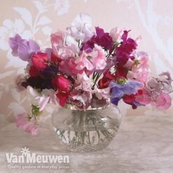 Sweet Pea 'Sweet Dreams Mixed' -GardenJoy Sales Store sweet5