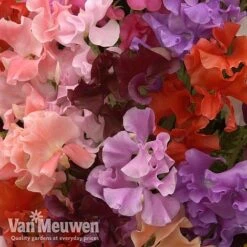 Sweet Pea 'Sweet Dreams Mixed' -GardenJoy Sales Store sweet51