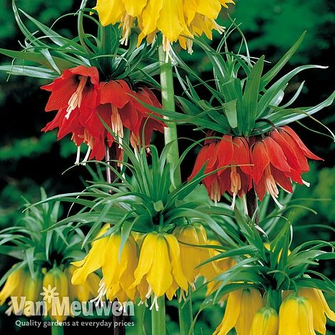 Fritillaria Imperialis 'Collection' 5 Fritillaria Imperialis 'Collection' - Image 3
