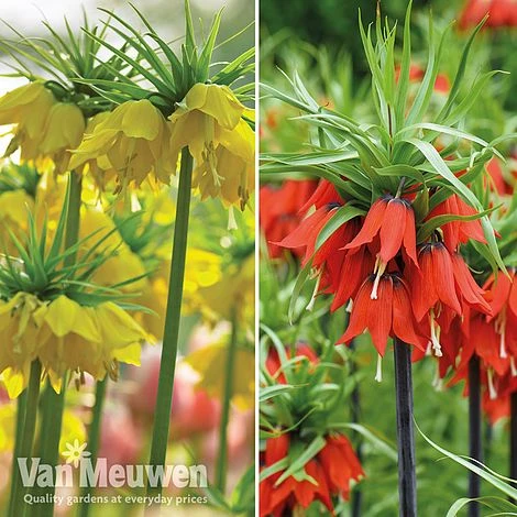 Fritillaria Imperialis 'Collection' 3 Fritillaria Imperialis 'Collection'