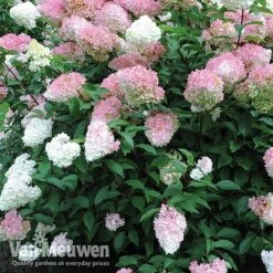 Hydrangea Paniculata 'Vanille Fraise' 14 Hydrangea Paniculata 'Vanille Fraise' -GardenJoy Sales Store vmvan4