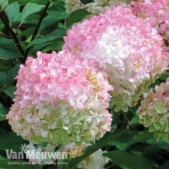 Hydrangea Paniculata 'Vanille Fraise' 15 Hydrangea Paniculata 'Vanille Fraise' -GardenJoy Sales Store vmvan5