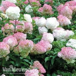 Hydrangea Paniculata 'Vanille Fraise' 16 Hydrangea Paniculata 'Vanille Fraise' -GardenJoy Sales Store vmvan6