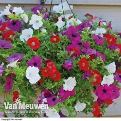 Petunia Surfinia® Collection -GardenJoy Sales Store vsurf
