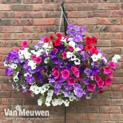 Petunia Surfinia® Collection -GardenJoy Sales Store vsurf2