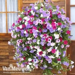 Petunia Surfinia® Collection -GardenJoy Sales Store vsurf3