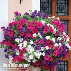 New Release -GardenJoy Sales Store vsurf4