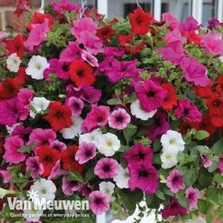 Petunia Surfinia® Collection -GardenJoy Sales Store vsurf5