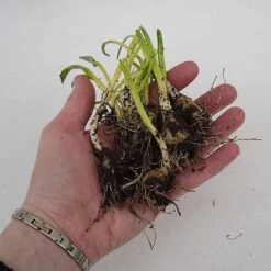 English Bluebells -GardenJoy Sales Store z BLUE P7146 C h