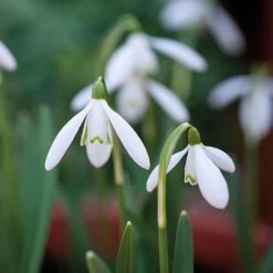 Snowdrops In The Green 9 Snowdrops In The Green -GardenJoy Sales Store z GALA NIVALIS T00739