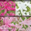 Nerine Bowdenii Collection 2 Nerine Bowdenii Collection -GardenJoy Sales Store z NERINE1