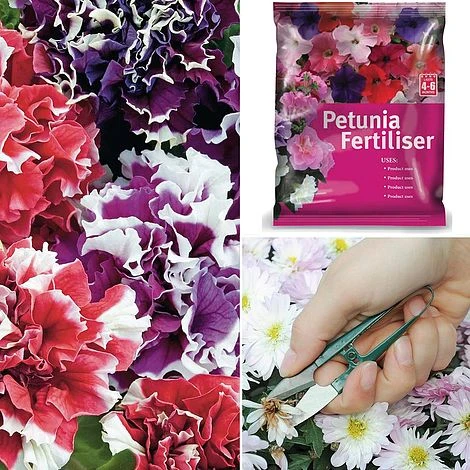 Petunia 'Orchid-Flowered Mixed' F1 Hybrid Success Kit 3 Petunia 'Orchid-Flowered Mixed' F1 Hybrid Success Kit