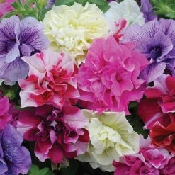 Petunia 'Frills & Spills™ Mixed' -GardenJoy Sales Store z PETU P95747 B h