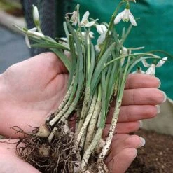 Snowdrops In The Green 8 Snowdrops In The Green -GardenJoy Sales Store z SNOW P88372 B h