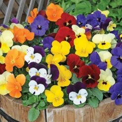 Most Scented Bumper Pack 12 Most Scented Bumper Pack -GardenJoy Sales Store z VIOL V12187 A h