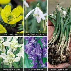 Spring Bulbs In The Green Collection -GardenJoy Sales Store z bulb v59885 a h