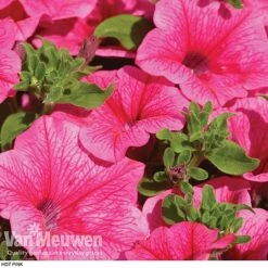 Petunia 'Surfinia' Pre-Planted Basket -GardenJoy Sales Store z pet2