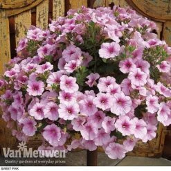 Petunia 'Surfinia' Pre-Planted Basket -GardenJoy Sales Store z pet3