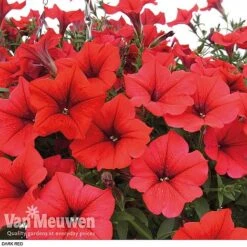 Petunia 'Surfinia' Pre-Planted Basket -GardenJoy Sales Store z pet4