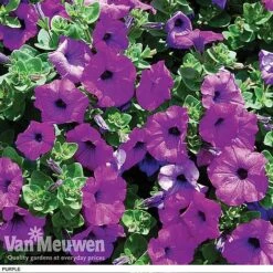 Petunia 'Surfinia' Pre-Planted Basket -GardenJoy Sales Store z pet5