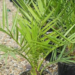 Phoenix Palm -GardenJoy Sales Store z phoenix palm2