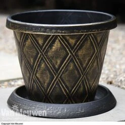 Calendula 'Power Daisy' Collection -GardenJoy Sales Store z sund v56706 a1