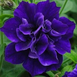 Petunia 'Frills & Spills™ Mixed' -GardenJoy Sales Store z z PETU P95739 A h