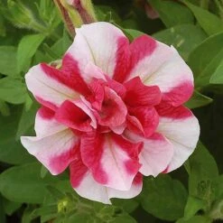 Petunia 'Frills & Spills™ Mixed' -GardenJoy Sales Store z z PETU T16418 A h