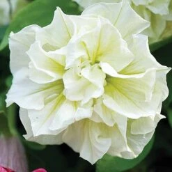 Petunia 'Frills & Spills™ Mixed' -GardenJoy Sales Store z z PETU T16421 A h