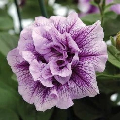 Petunia 'Frills & Spills™ Mixed' -GardenJoy Sales Store z z PETU T16422 A h