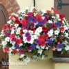 Petunia Surfinia® Collection -GardenJoy Sales Store z z petu p95805 d h