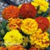 Marigold F1 'Zenith Mixed' 2 Marigold F1 'Zenith Mixed' -GardenJoy Sales Store zenith